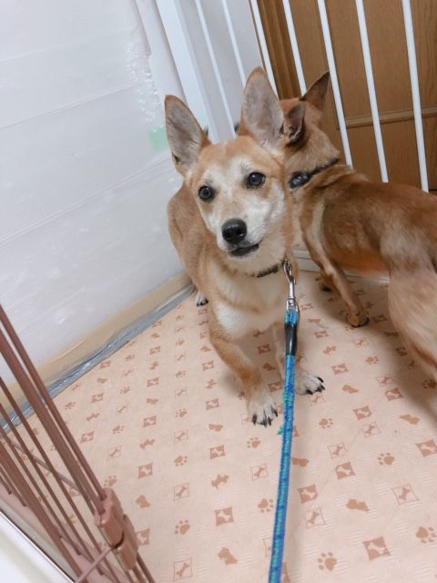 大東犬mixのようなお散歩大好き 太陽くん 雑種 ミックス犬 Npo法人 わんずぺ す Wanspace 保護犬 保護猫の里親募集サイトならomusubi お結び