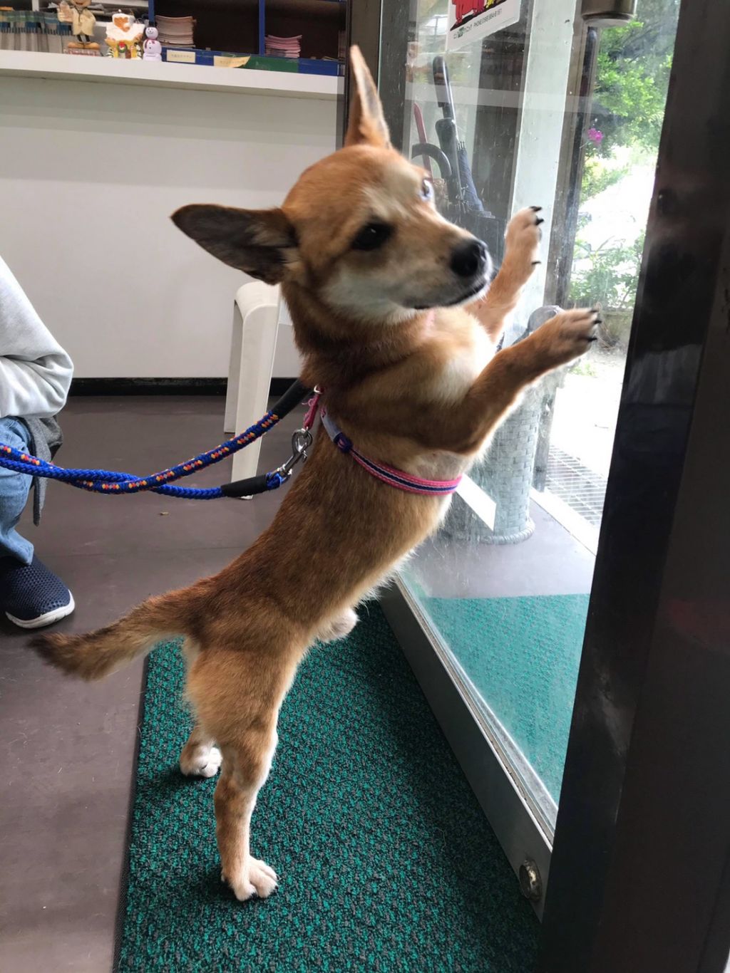 大東犬mixのようなお散歩大好き 太陽くん 雑種 ミックス犬 Npo法人 わんずぺ す Wanspace 保護犬 保護猫の里親募集サイトならomusubi お結び