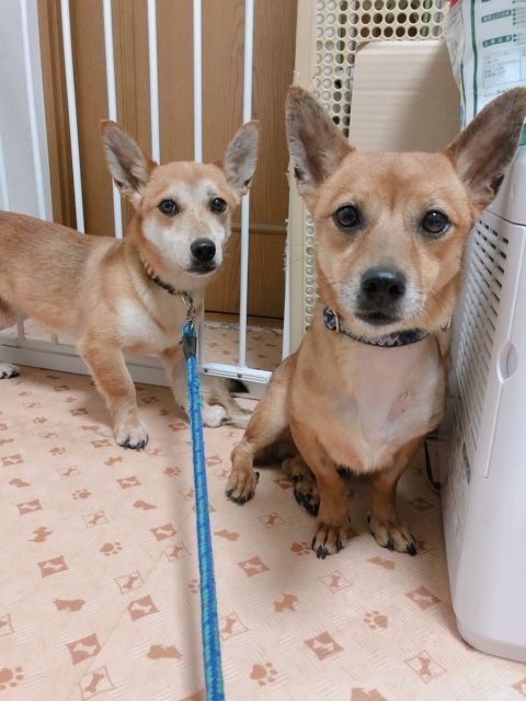 大東犬mixのような男の子 ムーンくん 雑種 ミックス犬 Npo法人 わんずぺ す Wanspace 保護犬 保護猫の里親募集サイトならomusubi お結び