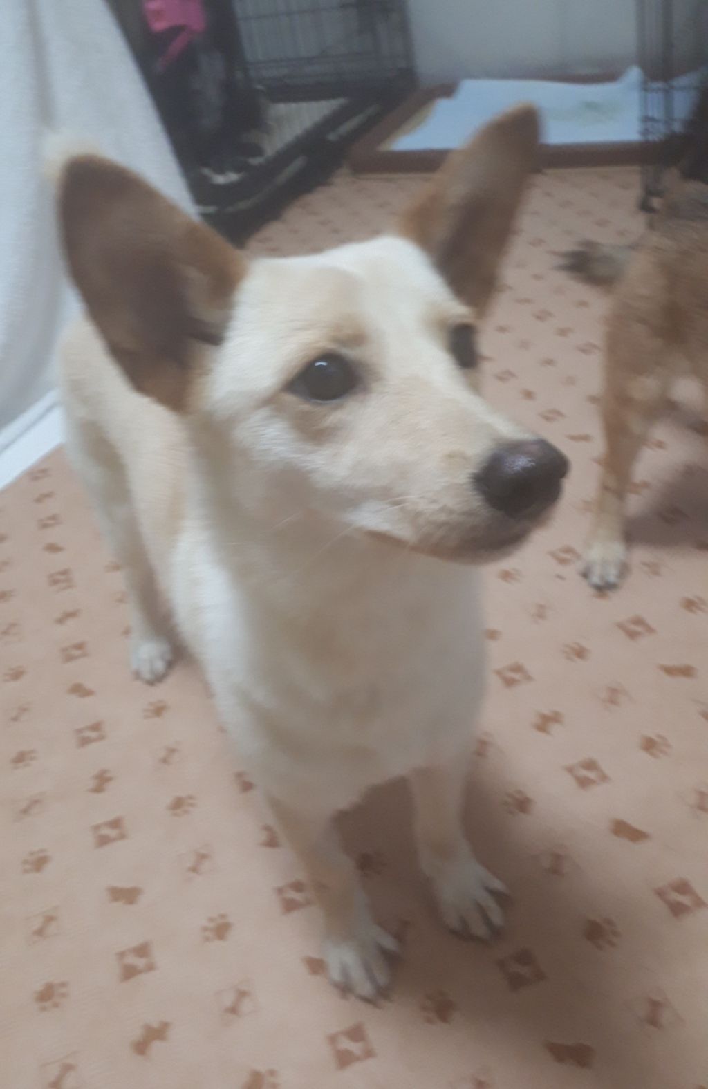 大東犬ｍｉｘの様な可愛いハノンちゃん 雑種 ミックス犬 Npo法人 わんずぺ す Wanspace 保護犬 保護猫の里親 募集サイトならomusubi お結び