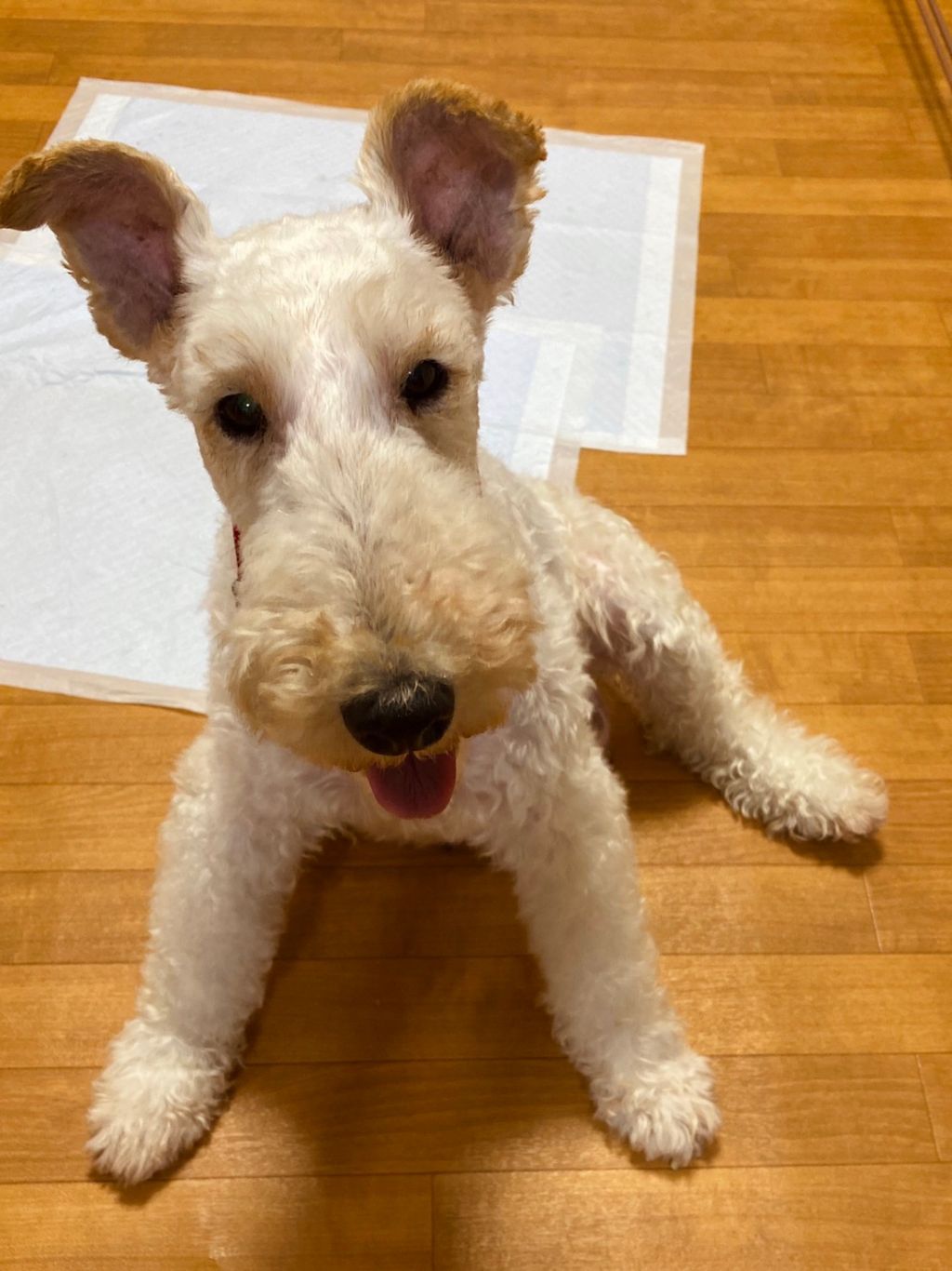 優しいキャラメルちゃんに少しでも家族の喜びを ワイヤー フォックス テリア 一般社団法人sora小さな命を救う会 保護犬 保護猫の里親募集サイトならomusubi お結び