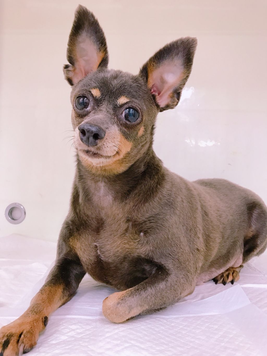 現在ダイエット頑張ってます 可愛い子です ミニチュア ピンシャー Npo法人 Wonderful Dogs 保護犬 保護猫の里親募集サイトならomusubi お結び 現在ダイエット頑張ってます 可愛い子です ミニチュア ピンシャー Npo法人 Wonderful Dogs 保護犬 保護猫の里親募集サイトならomusubi お結び