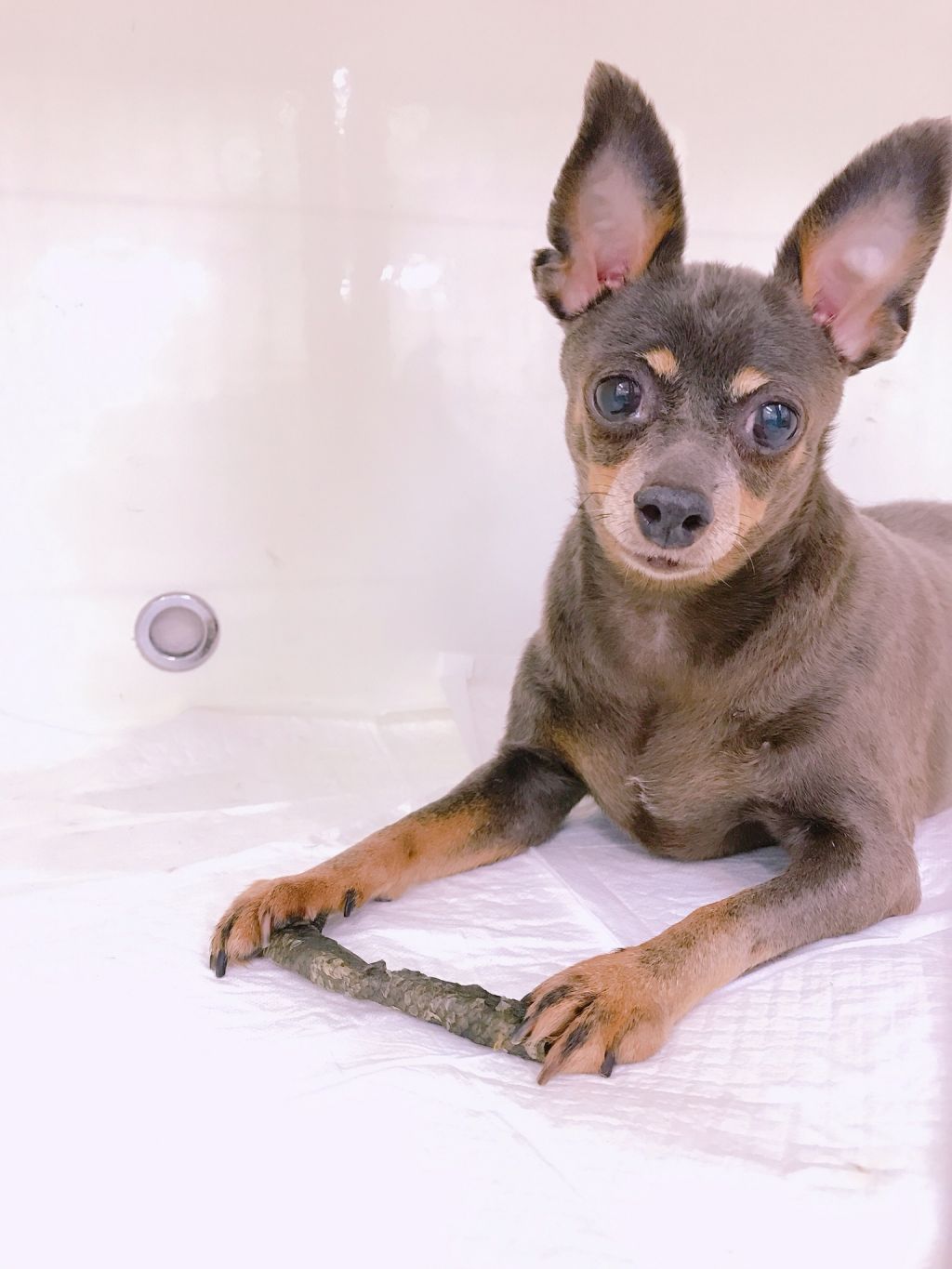 現在ダイエット頑張ってます 可愛い子です ミニチュア ピンシャー Npo法人 Wonderful Dogs 保護犬 保護猫の里親募集サイトならomusubi お結び 現在ダイエット頑張ってます 可愛い子です ミニチュア ピンシャー Npo法人 Wonderful Dogs 保護犬 保護猫の里親募集サイトならomusubi お結び