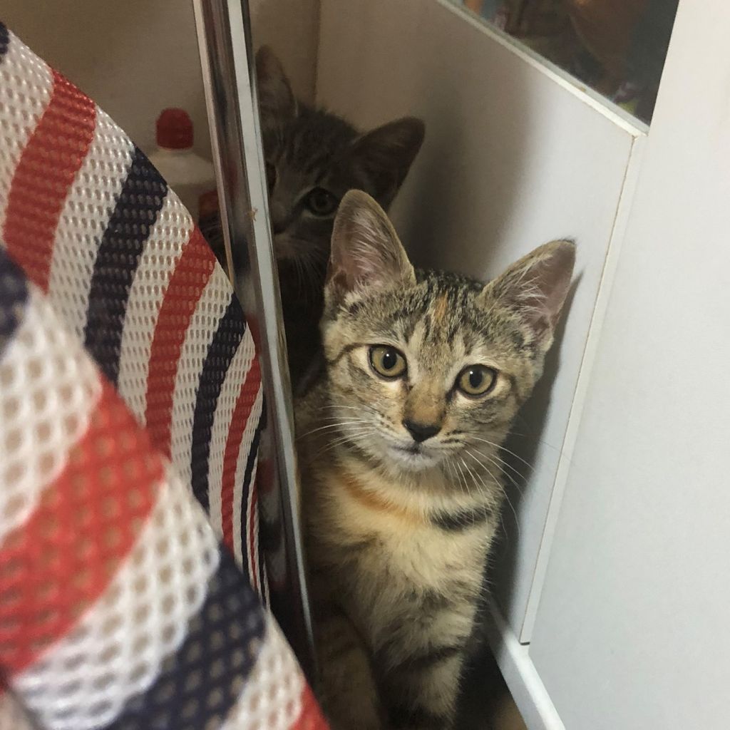 寂しがり屋のキジトラ3ヶ月 あじさいちゃん 雑種 ミックス猫 npo法人 猫の森 保護犬 保護猫の里親募集サイトならomusubi お結び 寂しがり屋のキジトラ3ヶ月 あじさいちゃん 雑種 ミックス猫 npo法人 猫の森 保護犬 保護猫の里親募集サイトならomusubi お結び