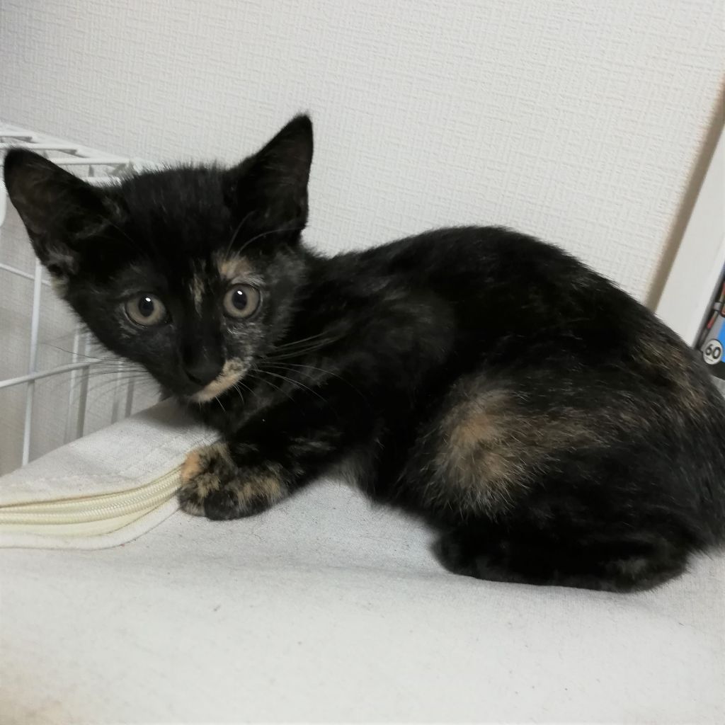 怖がりで大人しい個性的な柄の女の子☆ふうかちゃん 雑種(ミックス猫