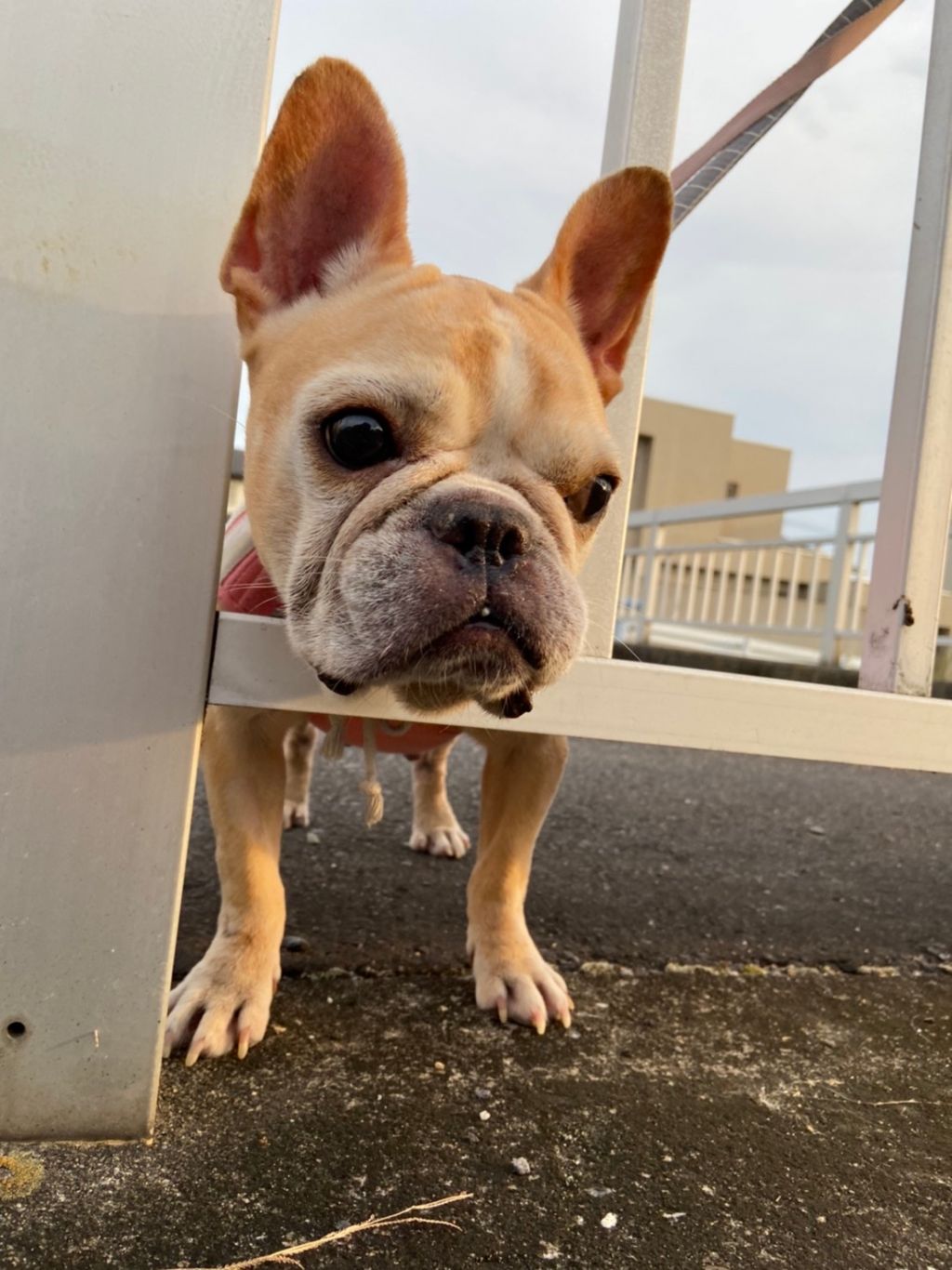 私の夢は家族が出来ること 朗らか笑顔のフーゴちゃん フレンチ ブルドッグ 一般社団法人sora小さな命を救う会 保護犬 保護猫の里親募集サイトならomusubi お結び