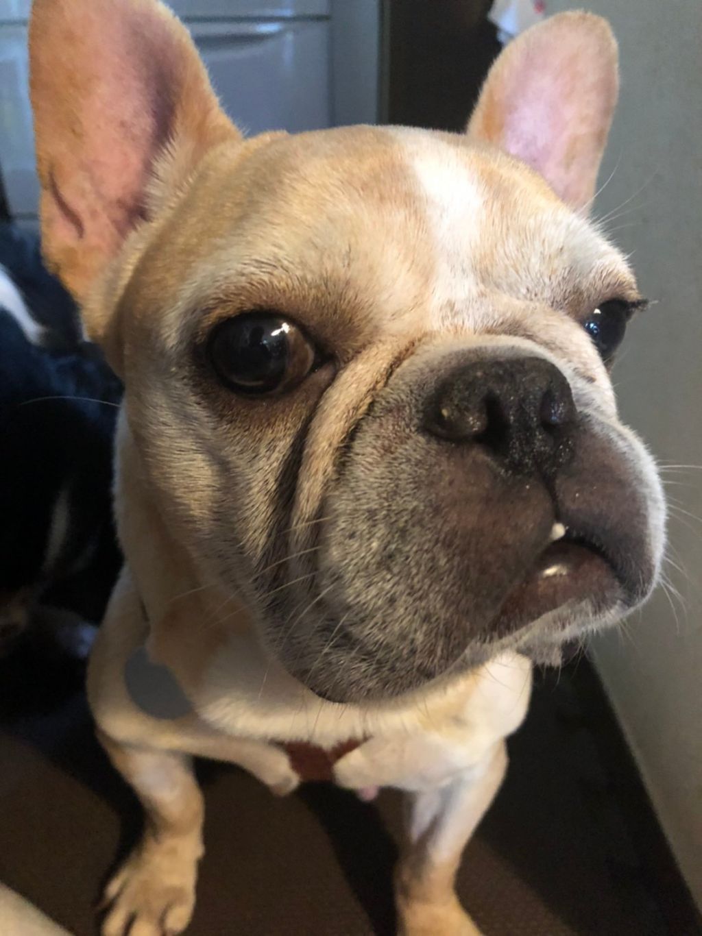 私の夢は家族が出来ること 朗らか笑顔のフーゴちゃん フレンチ ブルドッグ 一般社団法人sora小さな命を救う会 保護犬 保護猫の里親募集サイトならomusubi お結び