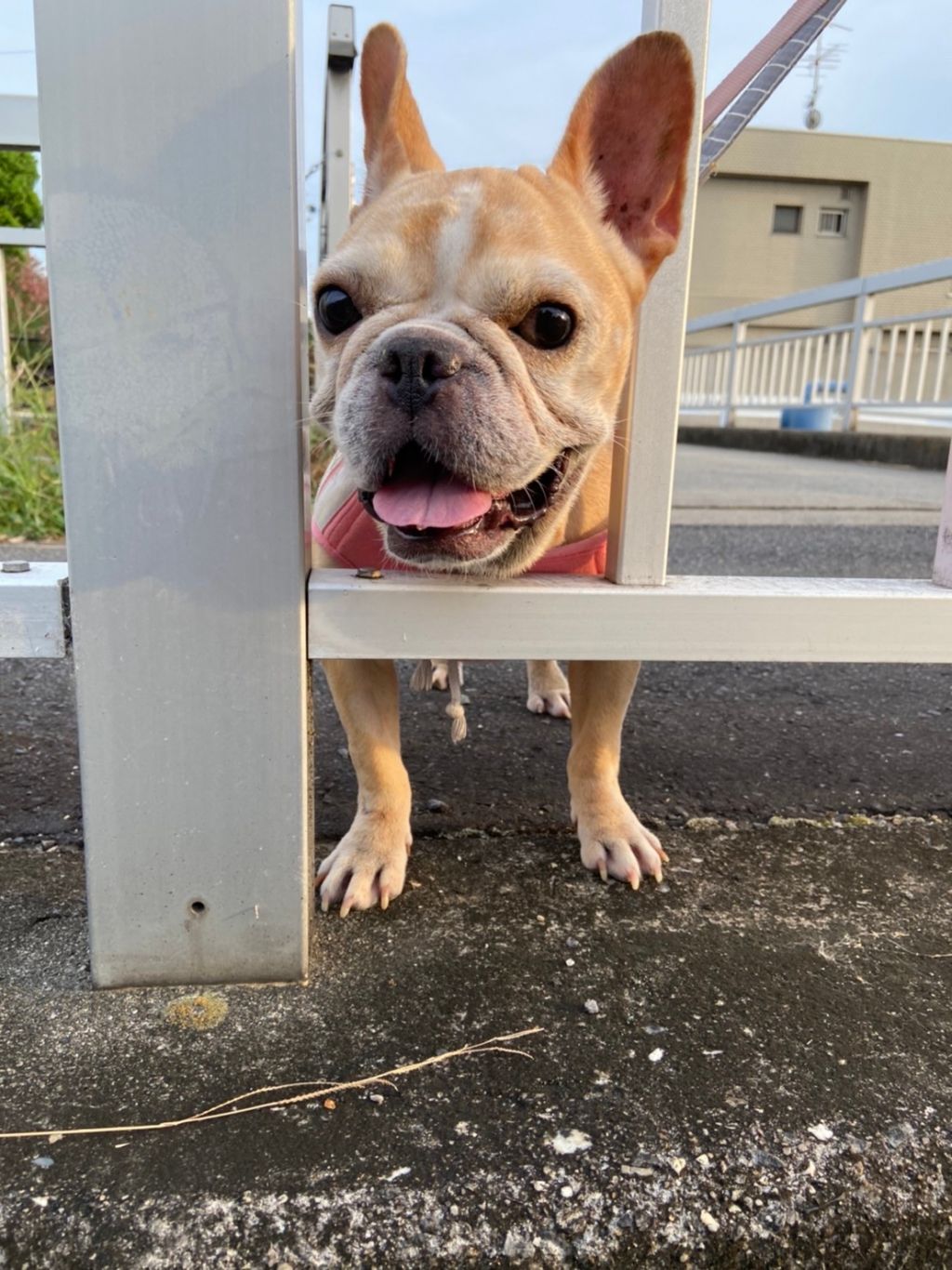 私の夢は家族が出来ること 朗らか笑顔のフーゴちゃん フレンチ ブルドッグ 一般社団法人sora小さな命を救う会 保護犬 保護猫の里親募集サイトならomusubi お結び