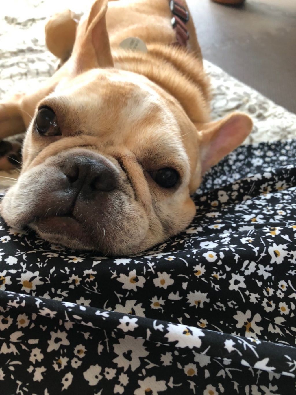 私の夢は家族が出来ること 朗らか笑顔のフーゴちゃん フレンチ ブルドッグ 一般社団法人sora小さな命を救う会 保護犬 保護猫の里親募集サイトならomusubi お結び