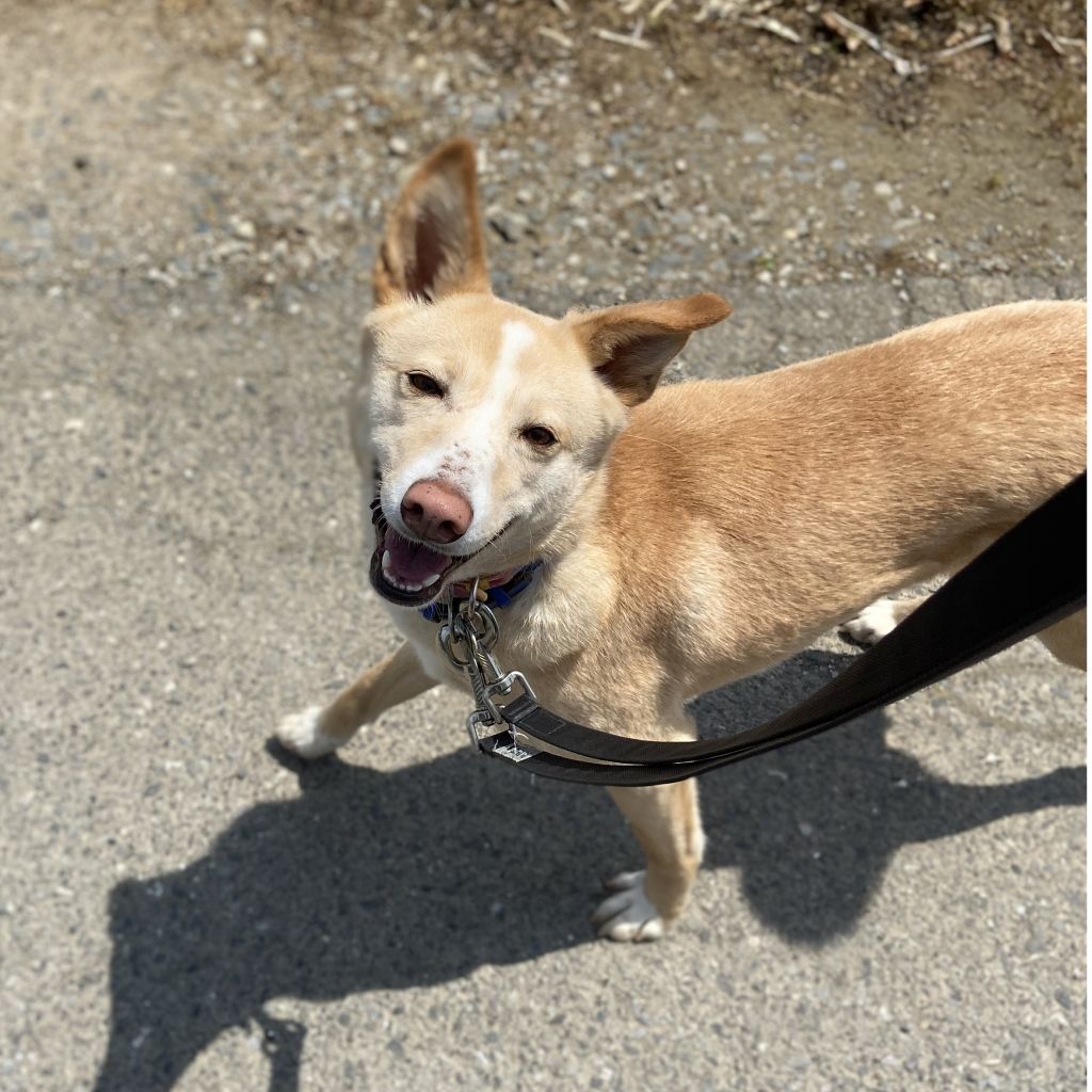人に興味たっぷり サリー 雑種 ミックス犬 認定npo法人キドックス 保護犬 保護猫の里親募集サイトならomusubi お結び