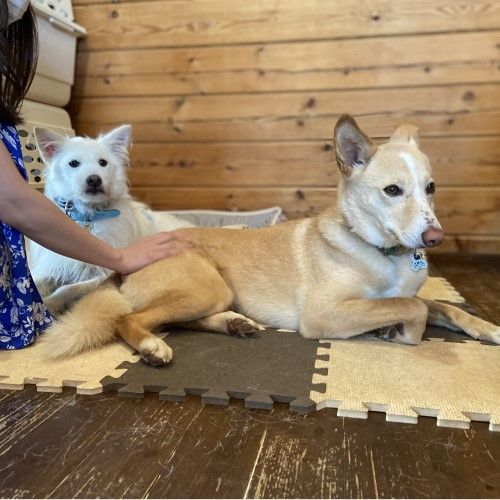 人に興味たっぷり サリー 雑種 ミックス犬 認定npo法人キドックス 保護犬 保護猫の里親募集サイトならomusubi お結び