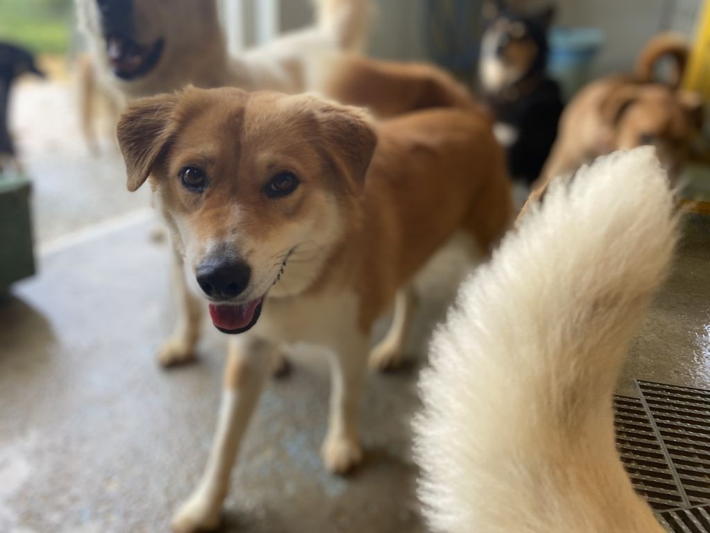 山形 犬の里親募集情報 Omusubi 審査制の保護犬猫マッチングサイト