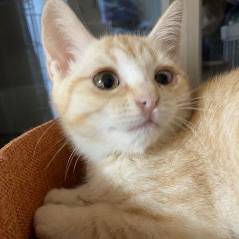クリーム色でふわふわまるまる スフレちゃん 雑種 ミックス猫 ｎｐｏ法人 猫の森 保護犬 保護猫 の里親募集サイトならomusubi お結び