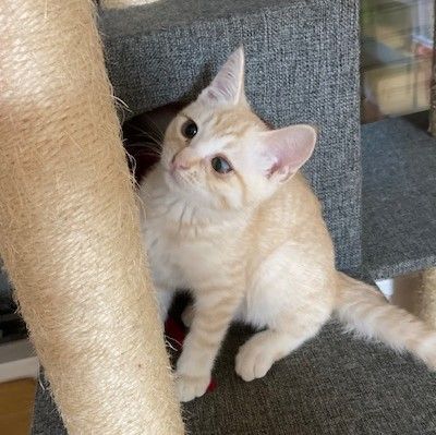 クリーム色でふわふわまるまる スフレちゃん 雑種 ミックス猫 ｎｐｏ法人 猫の森 保護犬 保護猫 の里親募集サイトならomusubi お結び