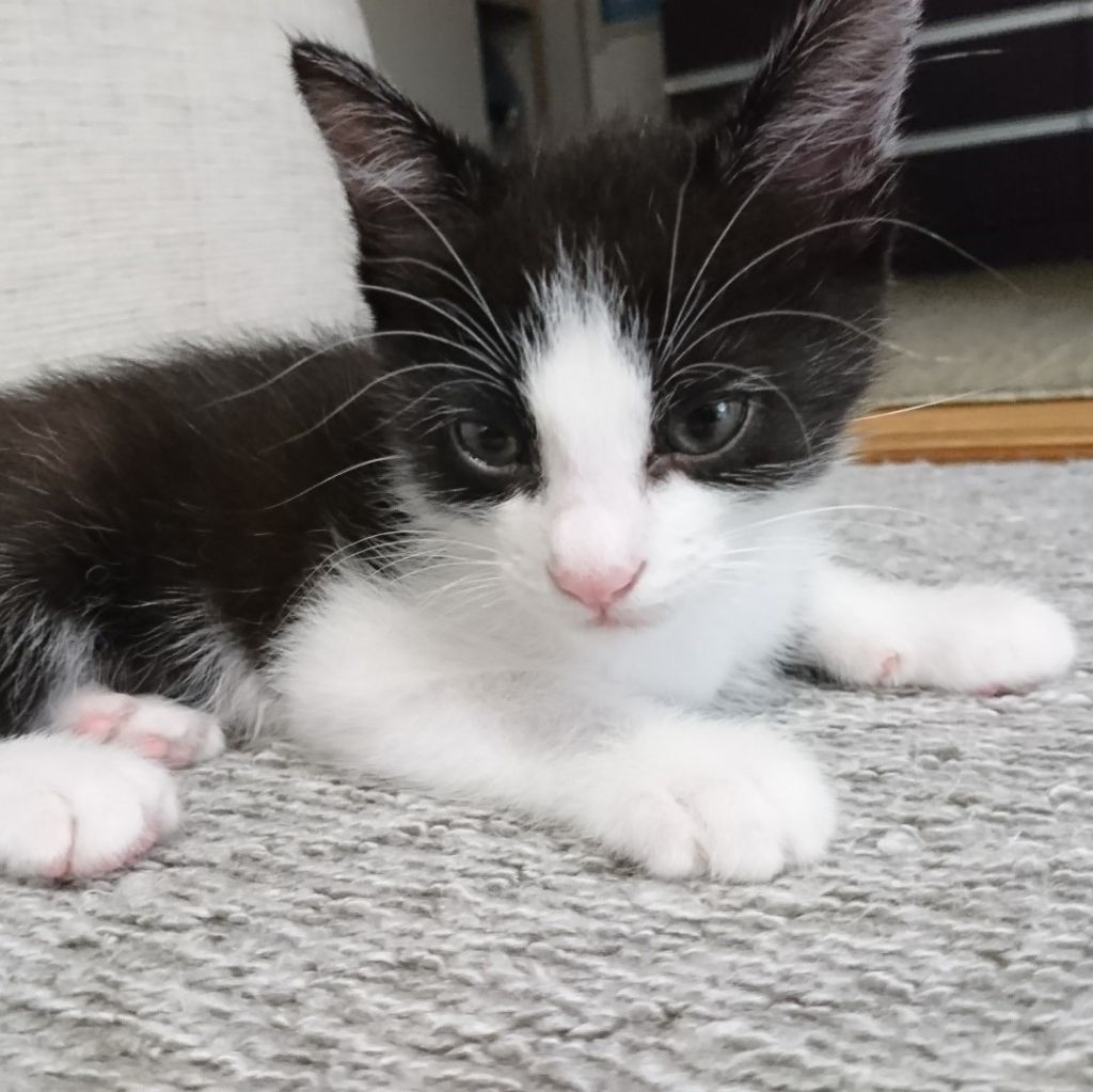 元気なかまってちゃん白黒ハチワレ い くん 雑種 ミックス猫 npo法人 猫の森 保護犬 保護猫 の里親募集サイトならomusubi お結び 元気なかまってちゃん白黒ハチワレ い くん 雑種 ミックス猫 npo法人 猫の森 保護犬 保護猫 の里親募集サイトならomusubi お結び