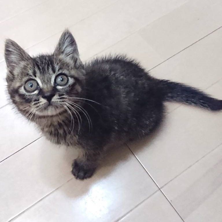 優しい気性のキジミケ のんちゃん 雑種 ミックス猫 npo法人 猫の森 保護犬 保護猫の里親募集サイトならomusubi お結び 優しい気性のキジミケ のんちゃん 雑種 ミックス猫 npo法人 猫の森 保護犬 保護猫の里親募集サイトならomusubi お結び