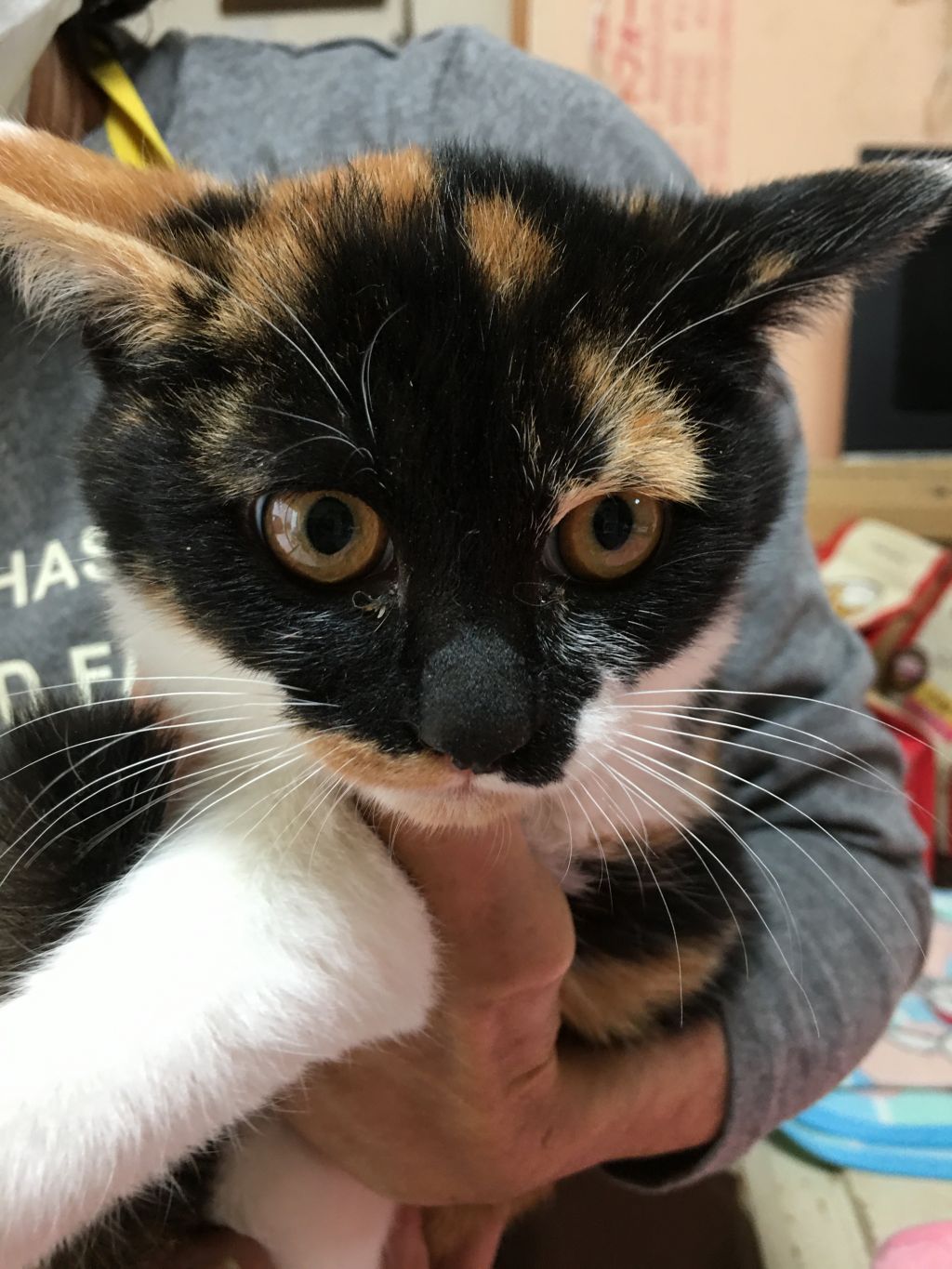 譲渡会  長崎わんにゃん会  保護犬・保護猫の里親募集サイトなら 