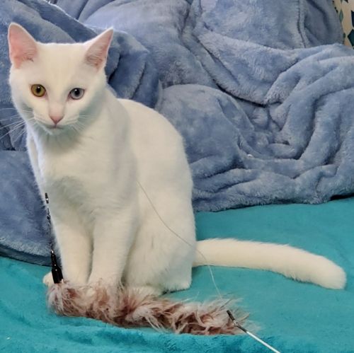 オッドアイの甘えん坊 雑種 ミックス猫 ミャオ ねこのおうち 保護犬 保護猫の里親募集サイトならomusubi お結び