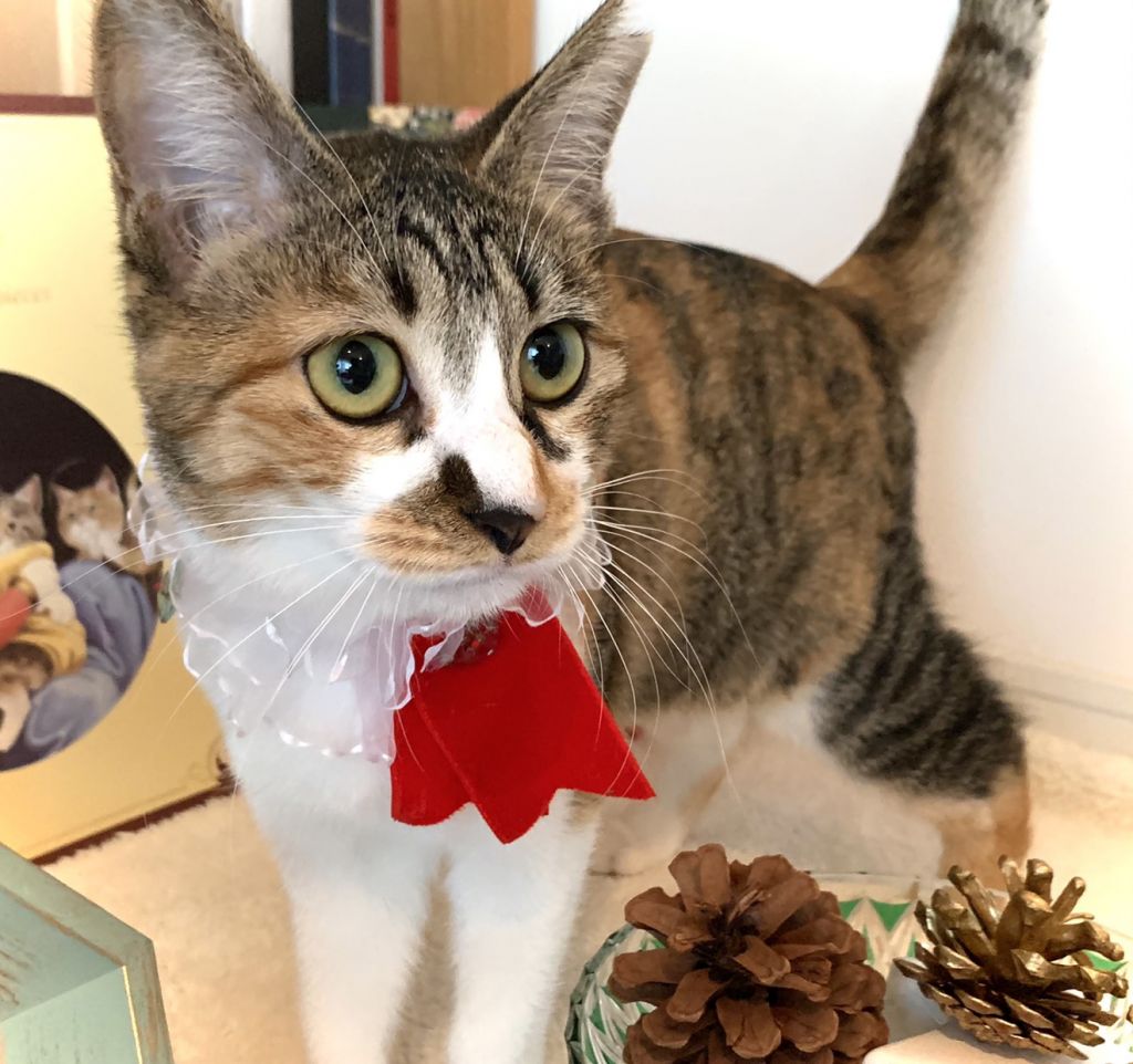 猫初心者にもオススメ 性格抜群女子 雑種 ミックス猫 ねこから目線 保護犬 保護猫の里親募集サイトならomusubi お結び