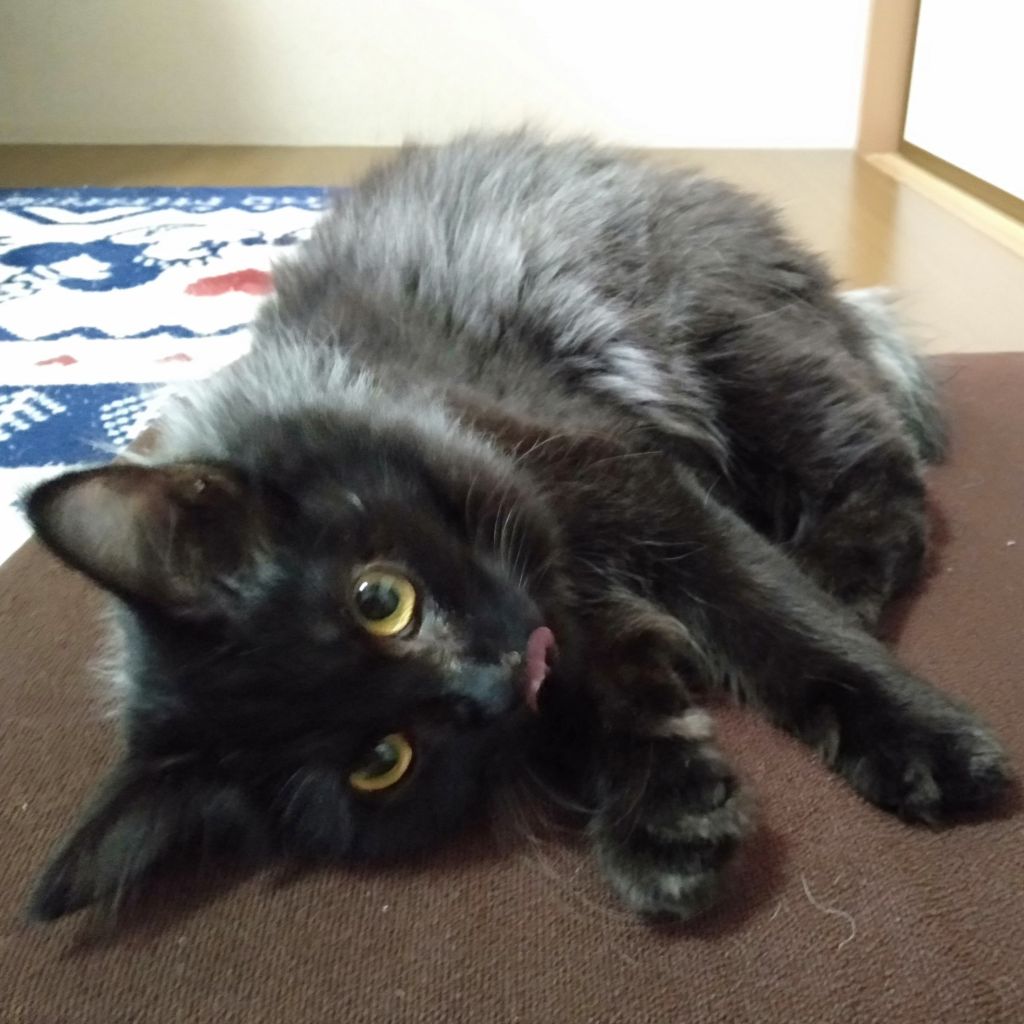 人懐こくて長毛黒シルバーがカッコイイ エンくん 雑種 ミックス猫 npo法人 猫の森 保護犬 保護猫 の里親募集サイトならomusubi お結び 人懐こくて長毛黒シルバーがカッコイイ エンくん 雑種 ミックス猫 npo法人 猫の森 保護犬 保護猫 の里親募集サイトならomusubi お結び