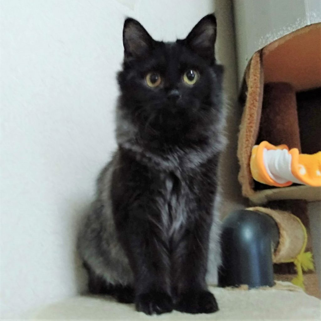 人懐こくて長毛黒シルバーがカッコイイ エンくん 雑種 ミックス猫 npo法人 猫の森 保護犬 保護猫 の里親募集サイトならomusubi お結び 人懐こくて長毛黒シルバーがカッコイイ エンくん 雑種 ミックス猫 npo法人 猫の森 保護犬 保護猫 の里親募集サイトならomusubi お結び