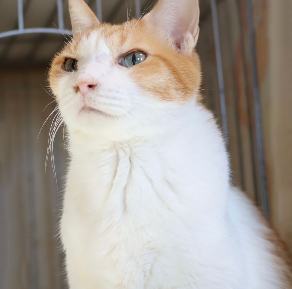 人も猫も大好きな 面白可愛いお顔で性格も天然さん 雑種 ミックス猫 Npo法人 ねこひげハウス 保護犬 保護猫 の里親募集サイトならomusubi お結び