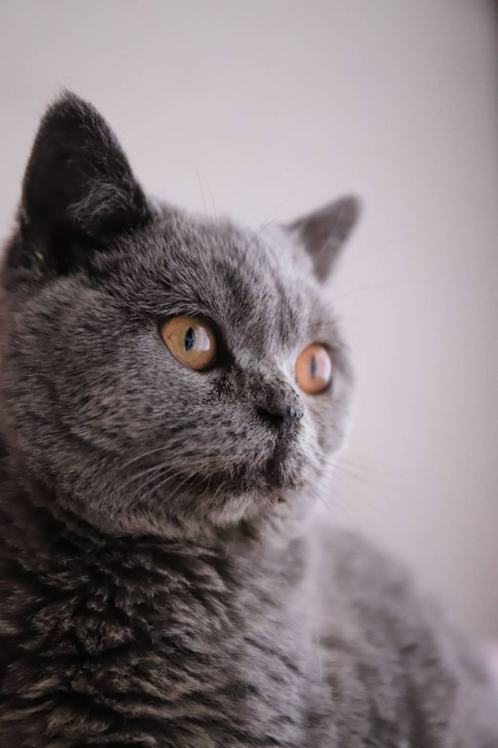 ブリティシュショートヘアのまんまる女の子 ブリティッシュショートヘア Withねこ 保護犬 保護猫の里親募集サイトならomusubi お結び