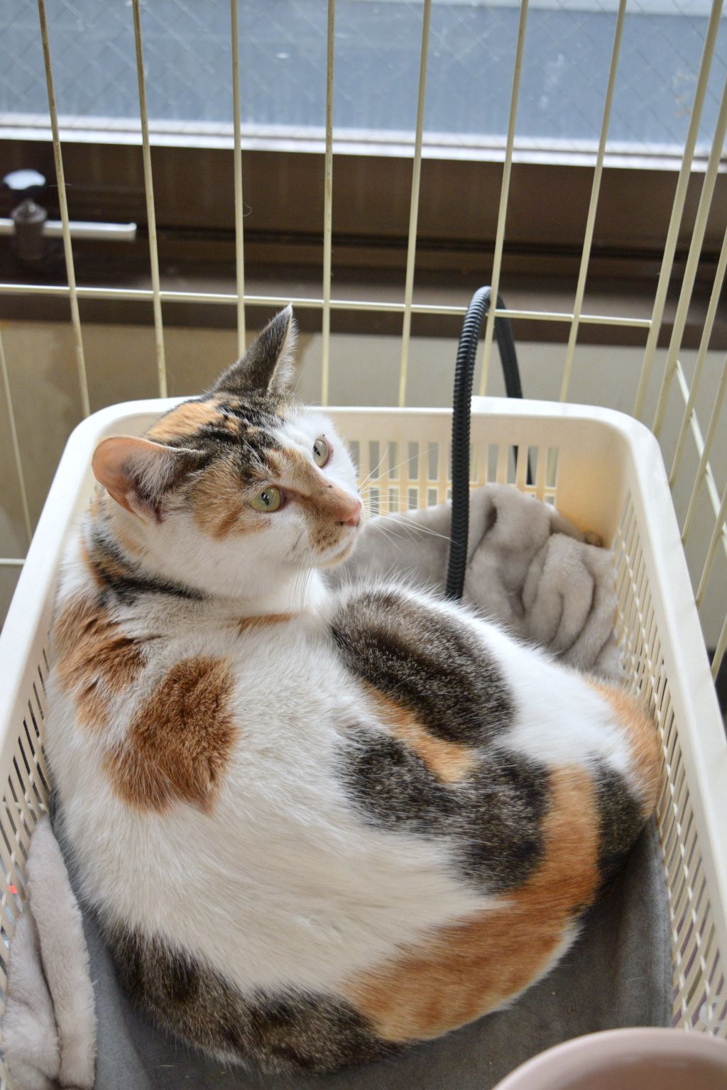 image-4