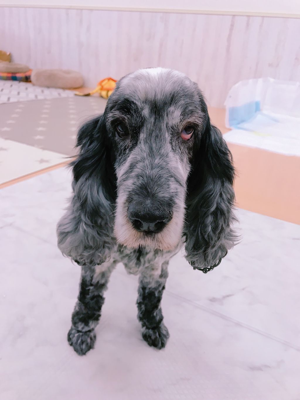 人がとにかく大好き イングリッシュ コッカー スパニエル Npo法人 Wonderful Dogs 保護犬 保護猫の里親募集サイトならomusubi お結び