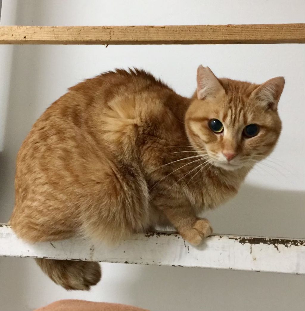 怖がりで人見知りだけど甘えたそうにしてるコナ 雑種 ミックス猫 Cat Link 保護犬 保護猫 の里親募集サイトならomusubi お結び 怖がりで人見知りだけど甘えたそうにしてるコナ 雑種 ミックス猫 Cat Link 保護犬 保護猫 の里親募集サイトならomusubi お結び
