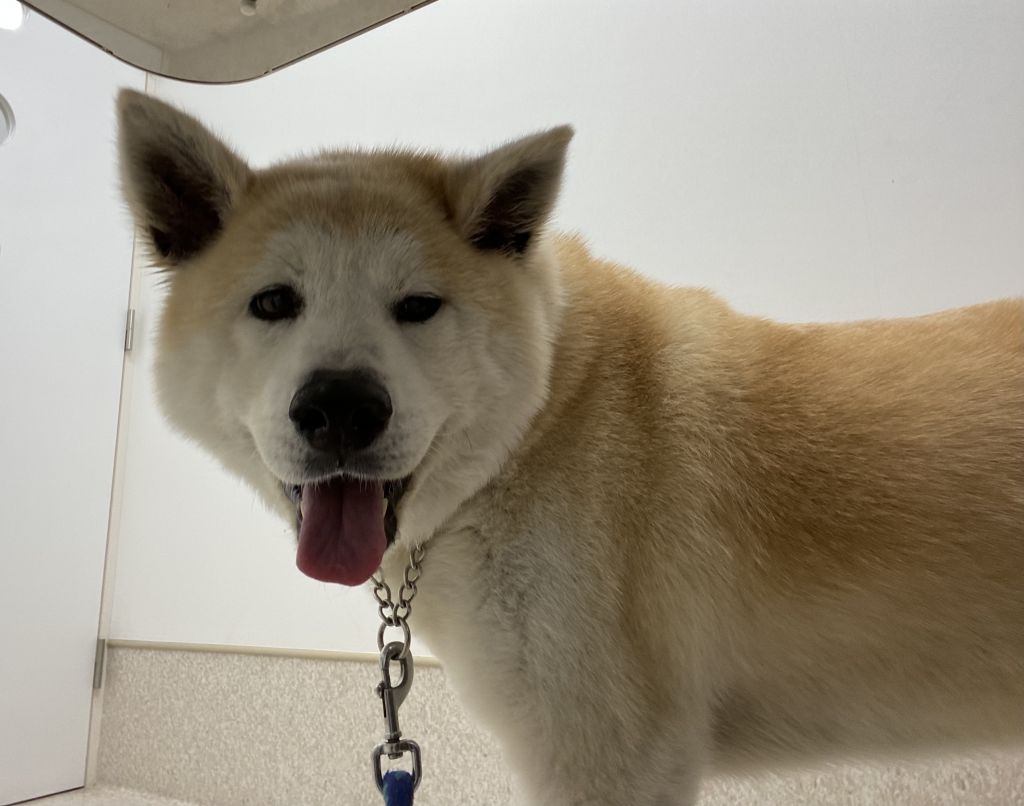 人懐こくて甘ったれなシニアの大型犬 秋田犬 東京わんにゃんシェルター アダプション 保護犬 保護猫の里親募集サイトならomusubi お結び