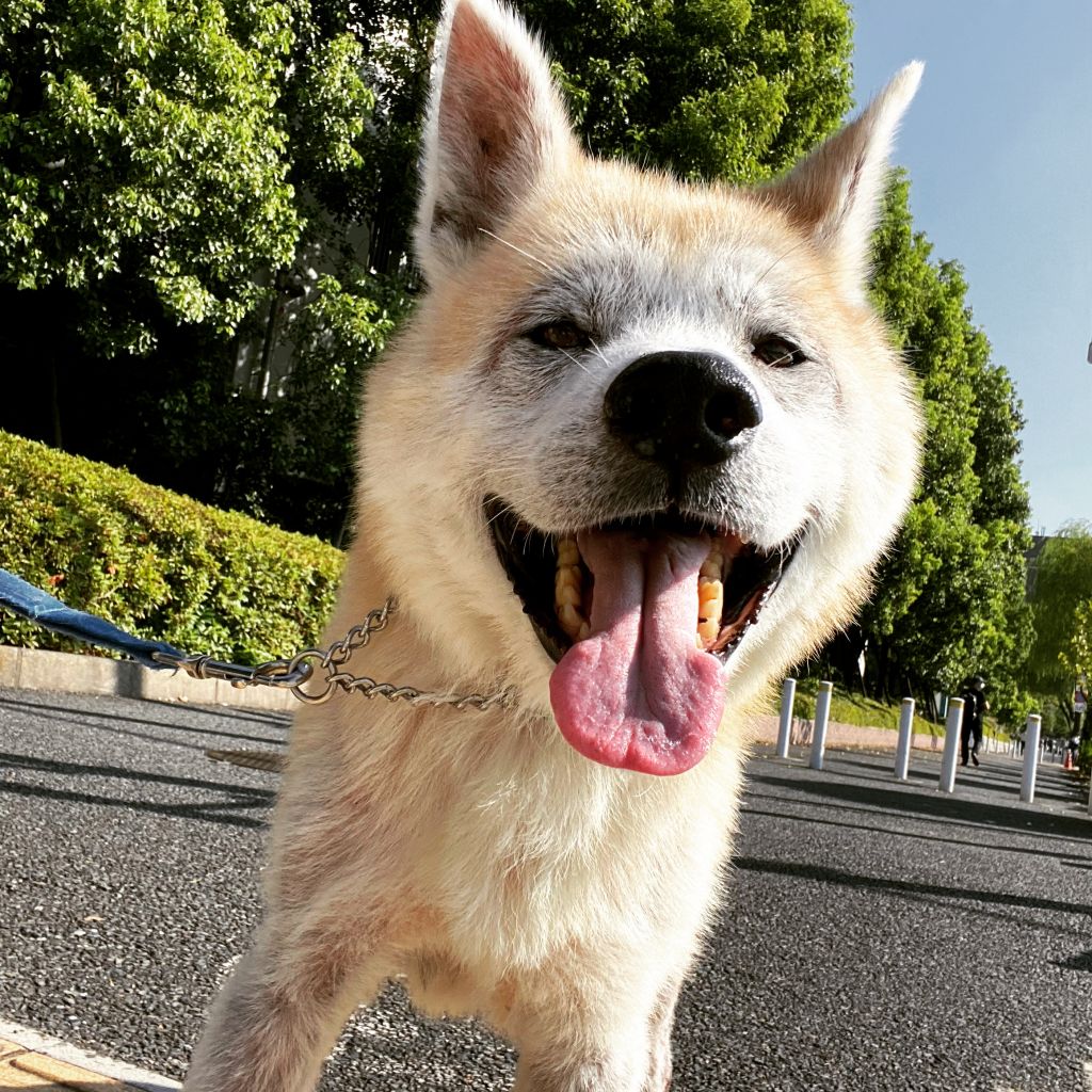 人懐こくて甘ったれなシニアの大型犬 秋田犬 東京わんにゃんシェルター アダプション 保護犬 保護猫の里親募集サイトならomusubi お結び