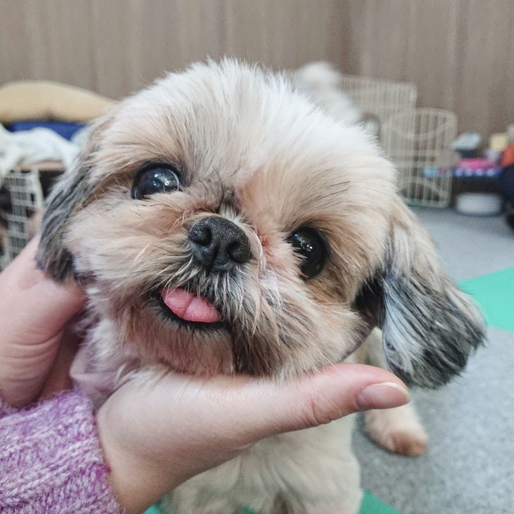https://s3-ap-northeast-1.amazonaws.com/dev.ribbon-s3-jpn/image-pet-6776-20210213141331-0.jpeg