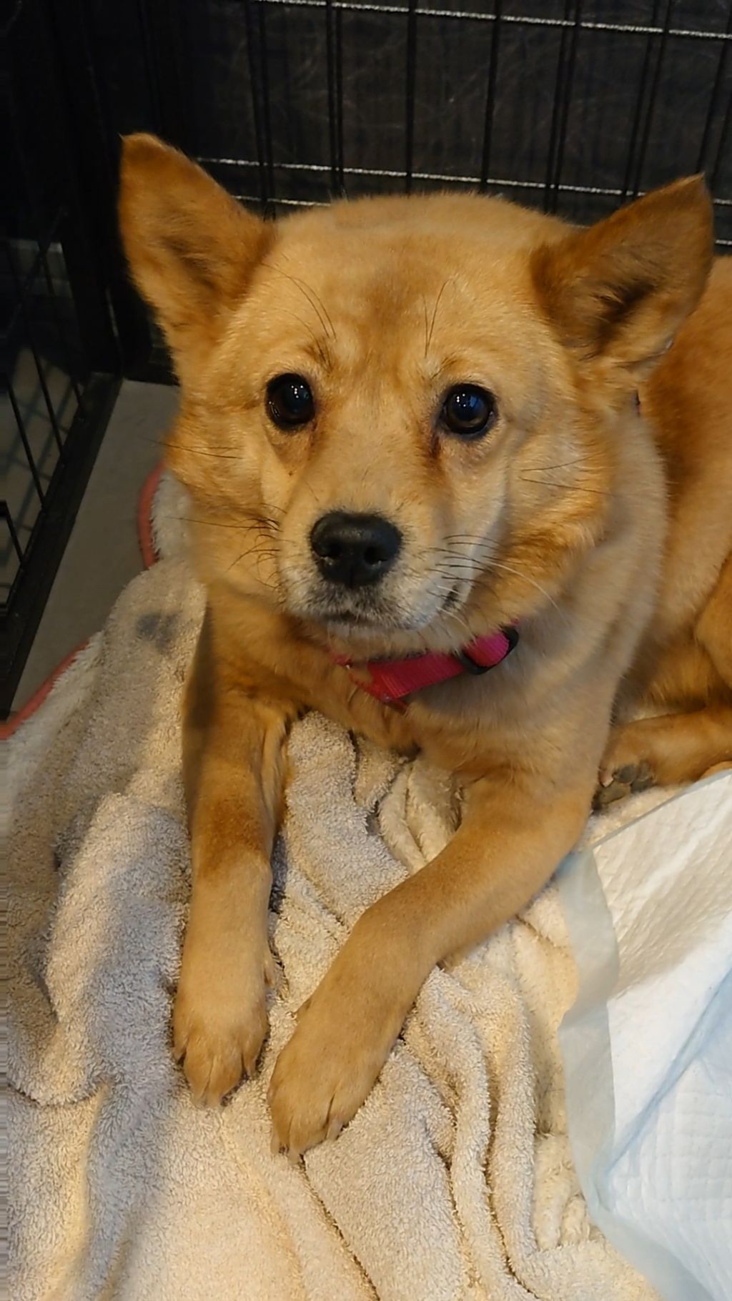 里親 神奈川 犬