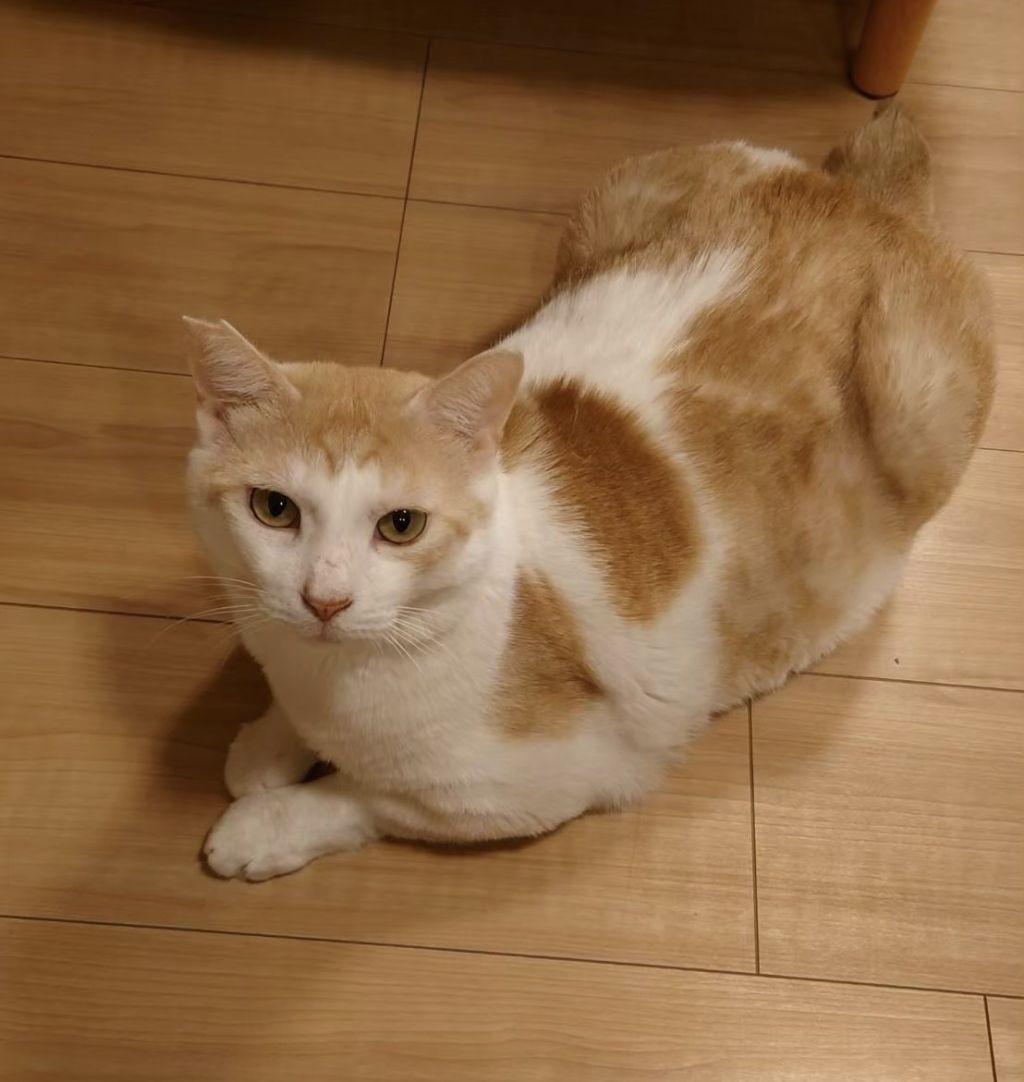 ミルクティー色の男の子 レオくん 雑種 ミックス猫 ｎｐｏ法人 猫の森 保護犬 保護猫の里親募集サイトならomusubi お結び