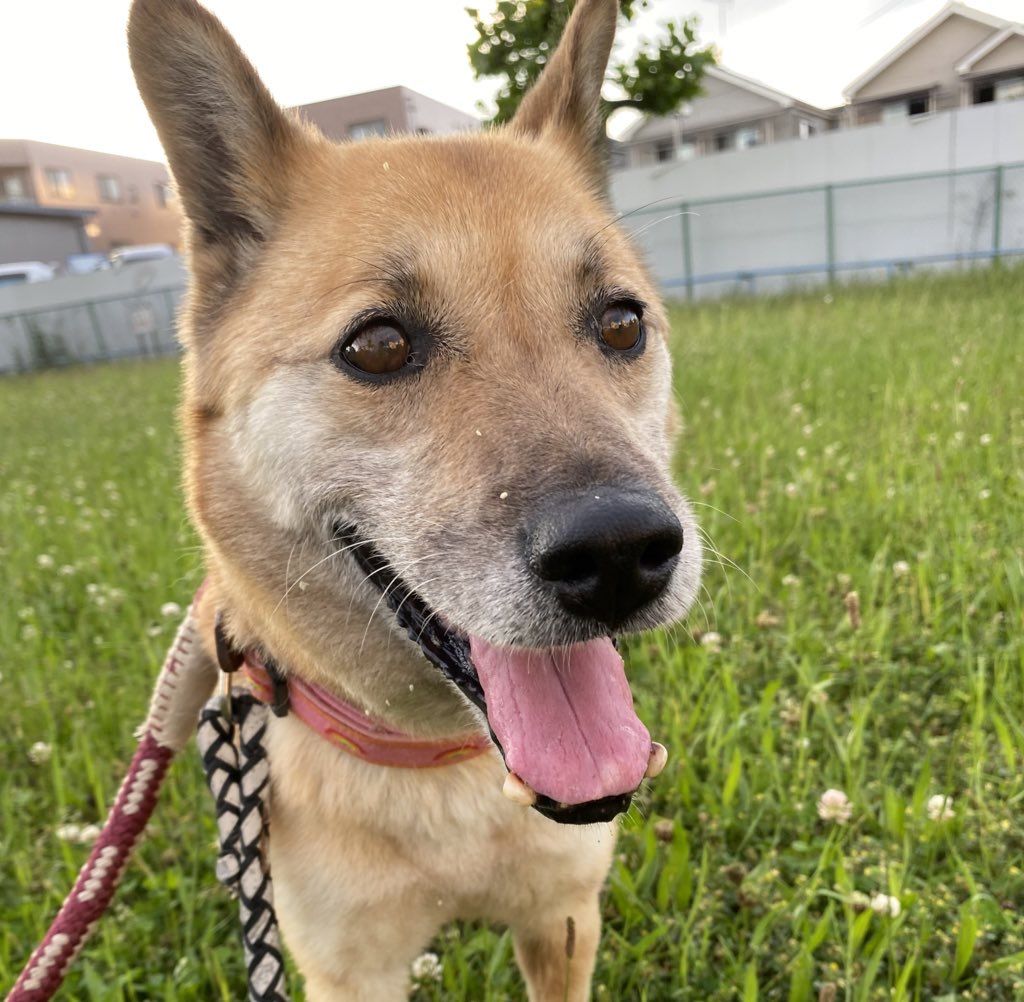 他の犬が大嫌い 人は大好きなべったりちゃんです 雑種 ミックス犬 Npo保護pets 保護犬 保護猫の里親募集サイトならomusubi お結び