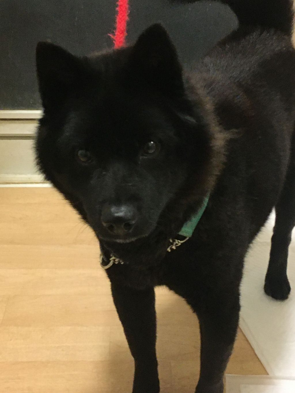 ビビリな甲斐犬 甲斐犬 こはくのおうち 保護犬 保護猫の里親募集サイトならomusubi お結び ビビリな甲斐犬 甲斐犬 こはくのおうち 保護犬 保護猫の里親募集サイトならomusubi お結び