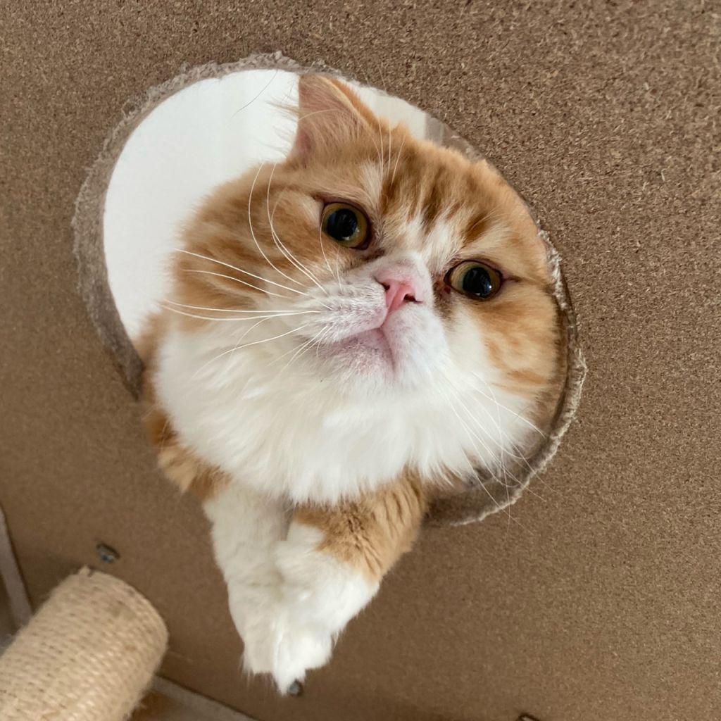 甘えん坊動画あり スコティッシュフォールド ロングヘア なら地域ねこの会 保護犬 保護猫の里親募集サイトならomusubi お結び