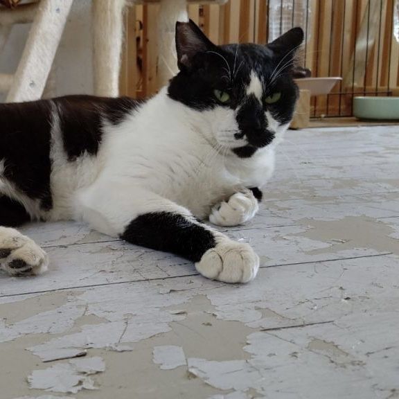 筋肉質な甘えん坊コアラくん ちょっぴりどんくさい笑 雑種 ミックス猫 猫かふぇ 和風猫本舗 保護犬 保護猫 の里親募集サイトならomusubi お結び