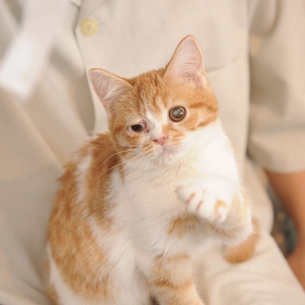 お膝の上が大好きな甘えん坊さん マンチカン 保護犬団体 肉球レンジャー 保護犬 保護猫の里親募集サイトならomusubi お結び