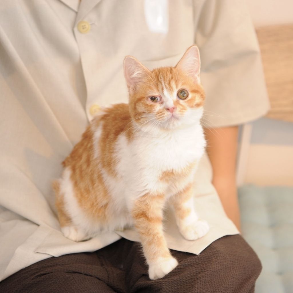 お膝の上が大好きな甘えん坊さん マンチカン 保護犬団体 肉球レンジャー 保護犬 保護猫の里親募集サイトならomusubi お結び