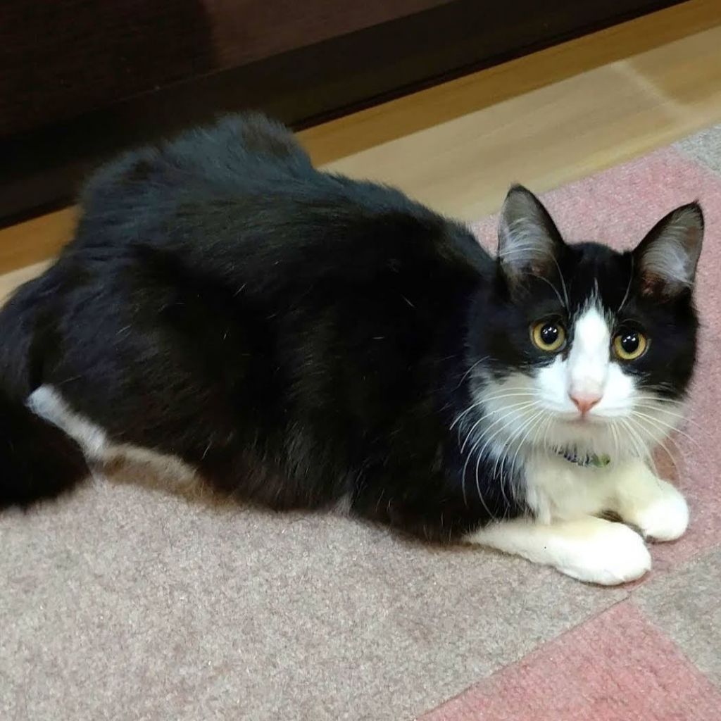 https://s3-ap-northeast-1.amazonaws.com/dev.ribbon-s3-jpn/image-pet-7394-20210501034933-0.jpeg