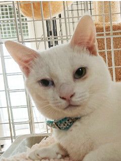 https://s3-ap-northeast-1.amazonaws.com/dev.ribbon-s3-jpn/image-pet-7608-20210522002517-0.jpeg
