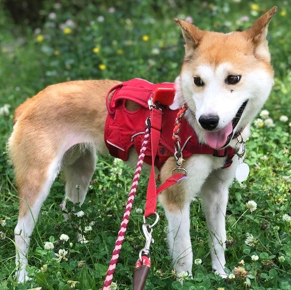 経験を積んで怖がり克服中 可愛い女の子 雑種 ミックス犬 ちばわん 保護犬 保護猫の里親募集サイトならomusubi お結び