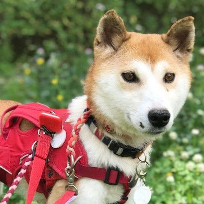 経験を積んで怖がり克服中 可愛い女の子 雑種 ミックス犬 ちばわん 保護犬 保護猫の里親募集サイトならomusubi お結び