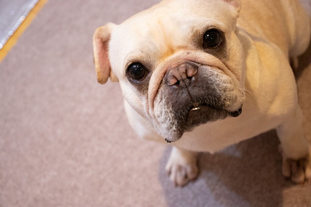 https://s3-ap-northeast-1.amazonaws.com/dev.ribbon-s3-jpn/image-pet-7820-20220222203449-0.jpeg