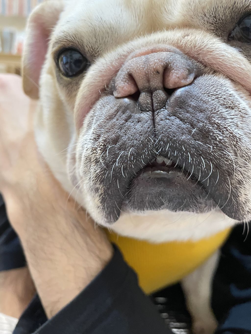 内弁慶のあーこです フレンチ ブルドッグ おっぽの会 保護犬 保護猫の里親募集サイトならomusubi お結び