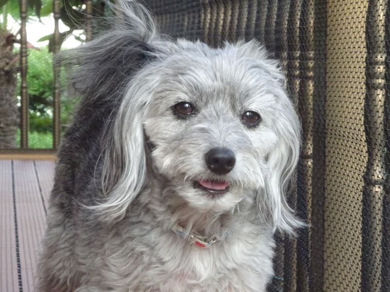 シュナウザーmixの男の子 マナブくん 雑種 ミックス犬 特定非営利活動法人アグリドッグレスキュー 保護犬 保護猫の里親募集サイトならomusubi お結び