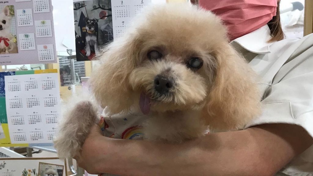 シニア犬 犬の里親募集情報 Omusubi 審査制の保護犬猫マッチングサイト