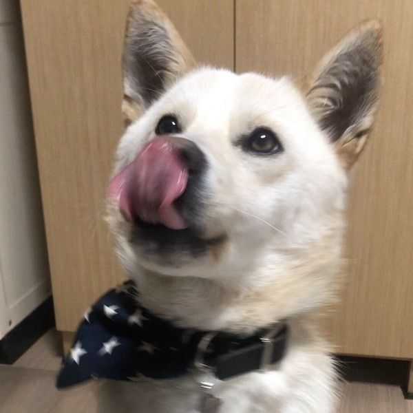 https://s3-ap-northeast-1.amazonaws.com/dev.ribbon-s3-jpn/image-pet-7873-20210610125711-0.jpeg